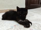 Safkan British Longhair Minnaklarim