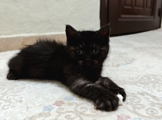 Safkan British Longhair Minnaklarim görsel