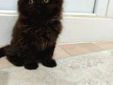 Safkan British Longhair Minnaklarim