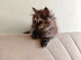 Safkan British Longhair Minnaklarim