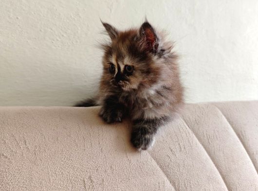 Safkan British Longhair Minnaklarim görsel