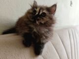 Safkan British Longhair Minnaklarim