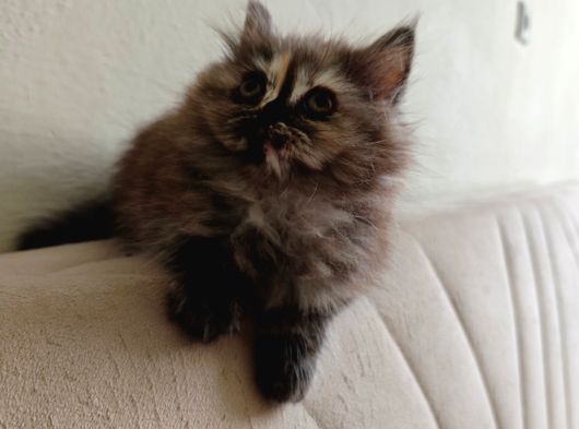 Safkan British Longhair Minnaklarim görsel