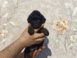Tatli Mi Tatli Toy Poodle Bebekler