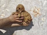 Tatli Mi Tatli Toy Poodle Bebekler