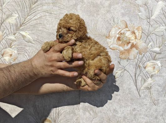 Tatli Mi Tatli Toy Poodle Bebekler görsel
