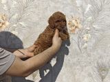 Tatli Mi Tatli Toy Poodle Bebekler