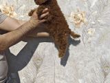 Tatli Mi Tatli Toy Poodle Bebekler