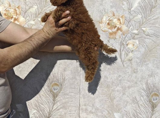 Tatli Mi Tatli Toy Poodle Bebekler görsel