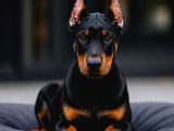 ÇİVİ GİBİ ESTETİKLİ SİYAH DOBERMAN YAVRULAR
