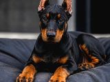 Çi̇vi̇ Gi̇bi̇ Esteti̇kli̇ Si̇yah Doberman Yavrular