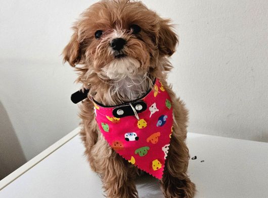 Poodle Ayarinda Maltipo  Minigimiz görsel