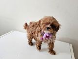 Poodle ayarinda maltipo  minigimiz