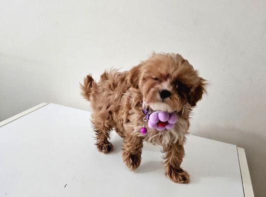 Poodle Ayarinda Maltipo  Minigimiz