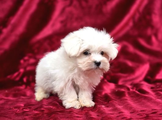 Ayıcık Surat Maltese Terrier Bebekler görsel