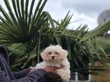 Güvenilir Üretim Çiftliğinden Maltese Terrier