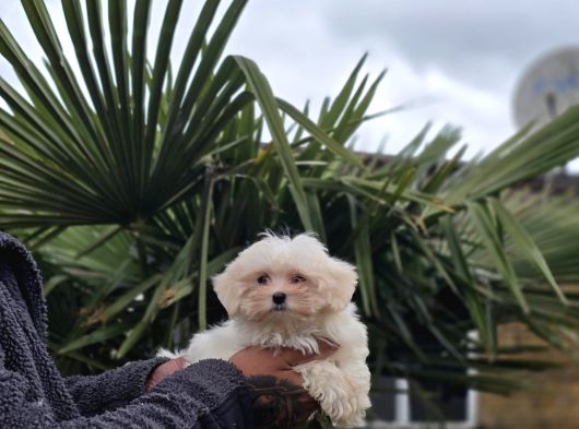 Güvenilir Üretim Çiftliğinden Maltese Terrier görsel