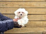 Güvenilir Üretim Çiftliğinden Maltese Terrier