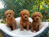 TOY POODLE SEVİMLİ YAVRULAR EV ÜRETİMİ