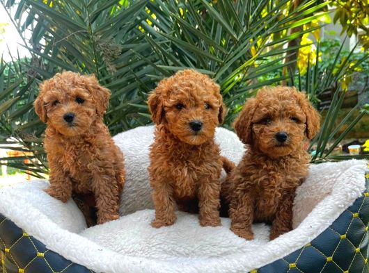 Toy Poodle Sevi̇mli̇ Yavrular Ev Üreti̇mi̇