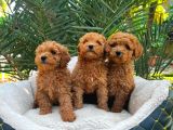 Toy Poodle Sevi̇mli̇ Yavrular Ev Üreti̇mi̇