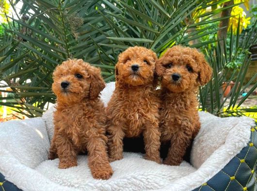 Toy Poodle Sevi̇mli̇ Yavrular Ev Üreti̇mi̇ görsel