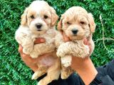 MALTİPOO CİNSİ YAVRULAR EV ÜRETİMİ