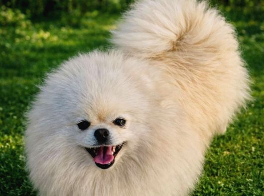 Pomarian Boo Show Class görsel