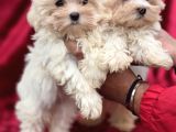 Ayıcık Surat Maltese Terrier Bebekler
