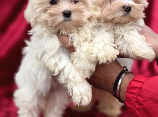 Ayıcık Surat Maltese Terrier Bebekler görsel