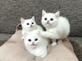 Mükemmel güzellikte beyaz british shorthair yavrularımız