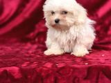 Oyuncak Bebek Görünümünde Maltese Terrier