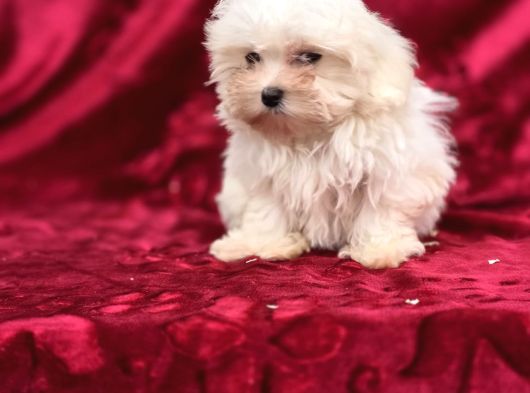 Oyuncak Bebek Görünümünde Maltese Terrier görsel