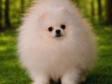 Pomarian Boo Show Class