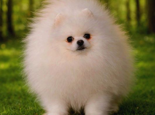 Pomarian Boo Show Class görsel
