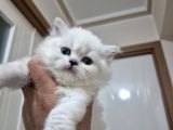 Anne baba scrli safkan longhair yavruları
