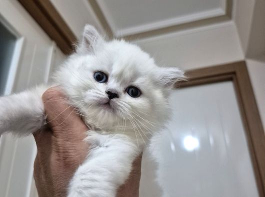 Anne Baba Scrli Safkan Longhair Yavruları
