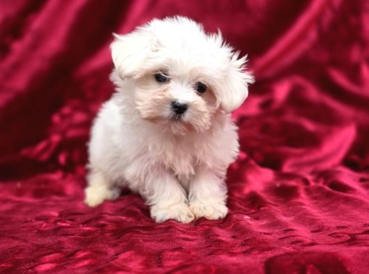Ayıcık Surat Maltese Terrier Bebekler