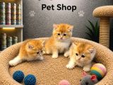 Mükemmel Güzellikte British Shorthair Golden Yavrularımız