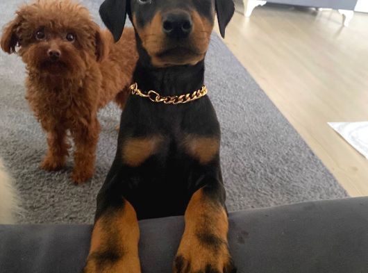 Eğitimli Doberman Yavrular görsel