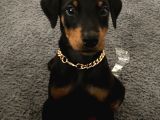 Eğitimli Doberman Yavrular