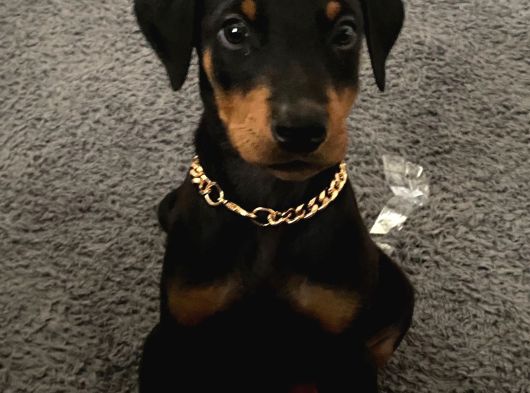 Eğitimli Doberman Yavrular görsel
