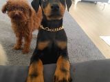 Eğitimli Doberman Yavrular