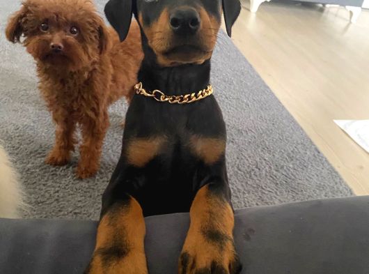 Eğitimli Doberman Yavrular görsel