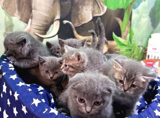 Yavrularımız Yeni Ailelerini Arıyor