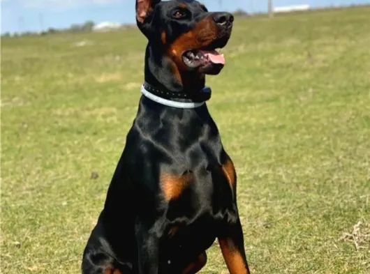 Eğitimli Doberman Yavrular görsel