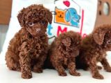 Petmode Köpek Çiftliğinde Ziyarete Açık Toy Poodle