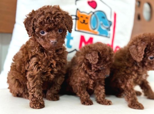Petmode Köpek Çiftliğinde Ziyarete Açık Toy Poodle görsel