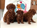 Petmode köpek çiftliğinde ziyarete açık toy poodle