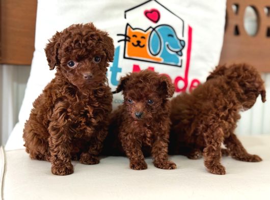 Petmode Köpek Çiftliğinde Ziyarete Açık Toy Poodle